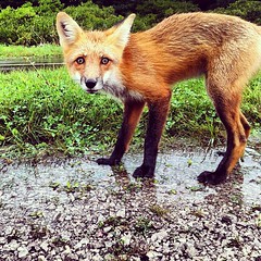 What a fox!