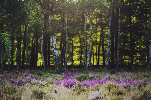 trees light summer plants green nature forest weeds woods purple fresh fields 100mmf28macro