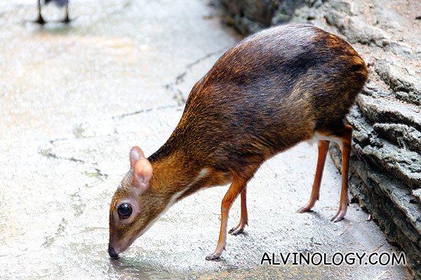 A mouse-deer that came right in front of us