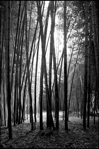 trees blackandwhite tree forest northcarolina cherokee 2012