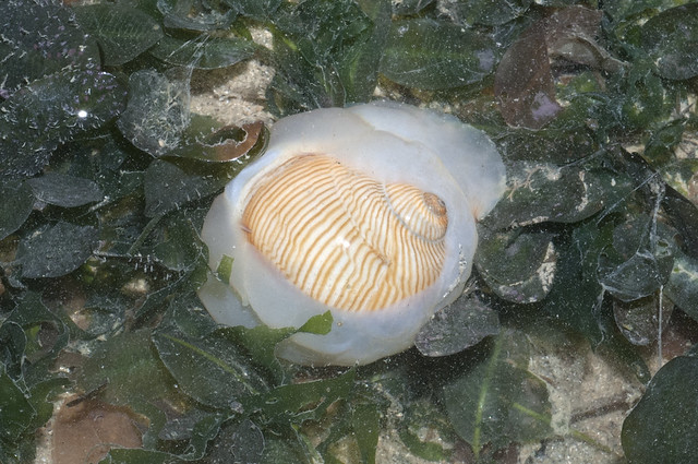 Lined moon snail (Tanea lineata)