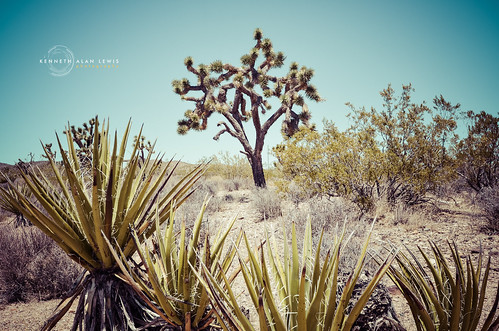 california vintage landscape desert joshuatree wideangle colorized mojave hdr yucca