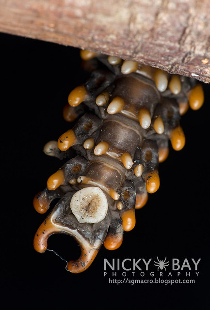 Trilobite Beetle (Platerodrilus sp.) - DSC_2016