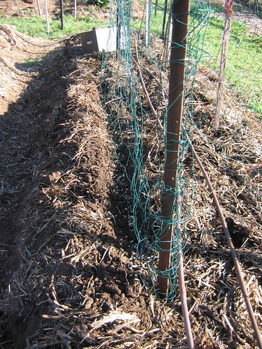Peas being sown: Spring 2012