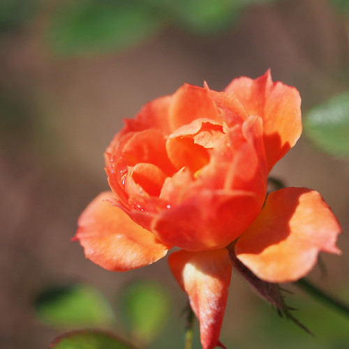 rose orangetwist バラ オレンジツウィスト 花フェスタ記念公園 flowerfestivalcommemorativepark