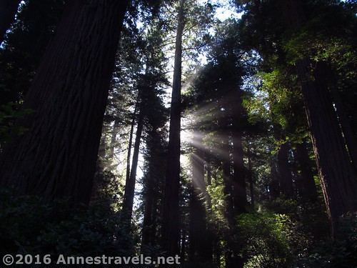 california redwoodnationalpark ladybirdjohnsongrove trees sunrise sun
