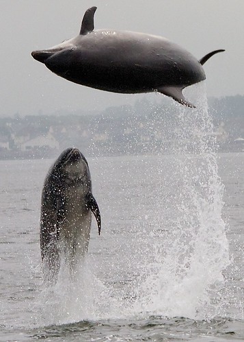 mammal jumping raw action dolphins breaching blackisle morayfirth breach tursiopstruncatus fortrose chanonrypoint bottlenosed bottlenoseddolphin northofscotland