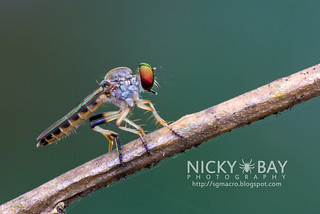 Robberfly (Asilidae) - DSC_0544