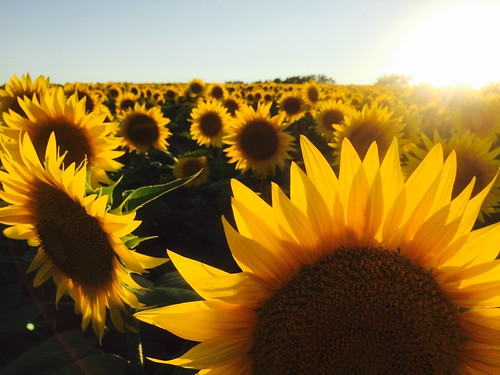 sunset sunflowers grinterfarms sunflower flowers field kansascity lawrenceks