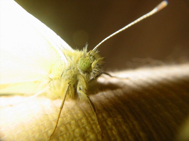 Close up of the head of a cabbage white butterfly