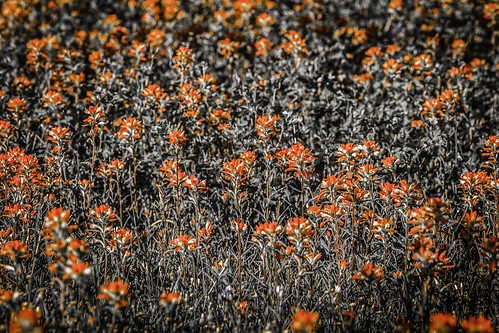 flowers nature field photography march countryside photo spring texas image farm country nopeople photograph 100 wildflowers f80 independence hillcountry paintbrush 2012 200mm texashillcountry independencetexas colorimage washingtoncounty commercialphotography editorialphotography ef200mmf28liiusm intimatelandscape houstonphotographer ¹⁄₂₅₀sec mabrycampbell march242012 201203246385 ineartphotography