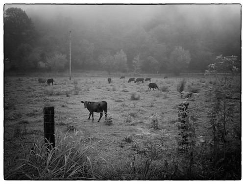 blackandwhite mist fog fence cow cattle printer farm kentucky