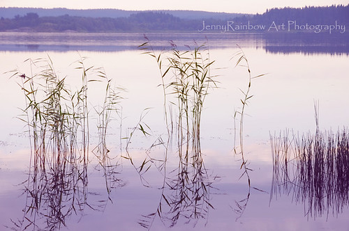morning lake nature water grass reflections peace russia earlymorning tranquility shore zen serenity pearly peacefulness россия ladoga ладога ладожскоеозеро jennyrainbowartphotography