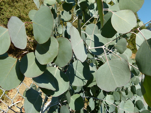 eucalyptus polyanthemos