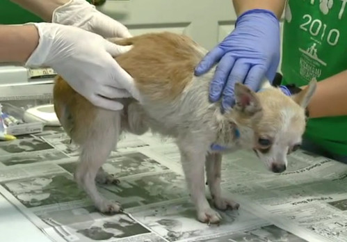Ohio Rescue Chihuahua