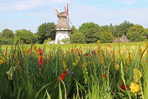 summer flower mill germany deutschland mühle sommer blumen bremen oberneuland fieldofflowers gladiolen blumenfeld nefesh supershot thegalaxy canoneos600d