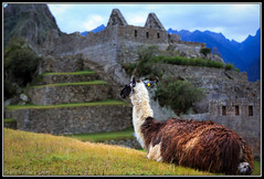 Llama with Acllahuasi behind