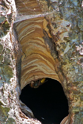 vespa nest mandibles vespacrabro gianthornet vespacrabrogermana vespacrabrogermanachrist hirnetnest