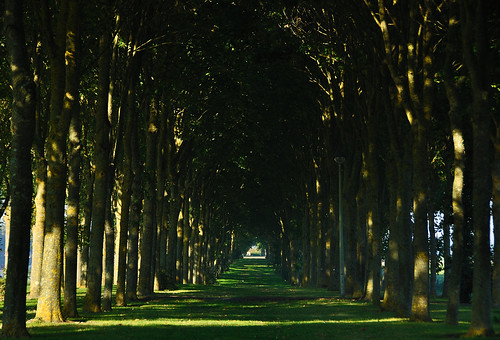 trees france green europe perspective shade treeline normandy earlyevening carentan