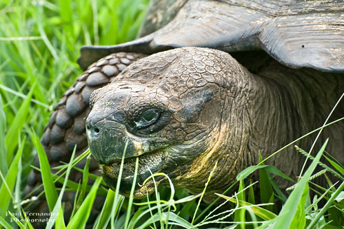 santacruz tortoise galapagos galapagosislands