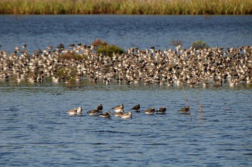 birds florida wetlands hickorymound