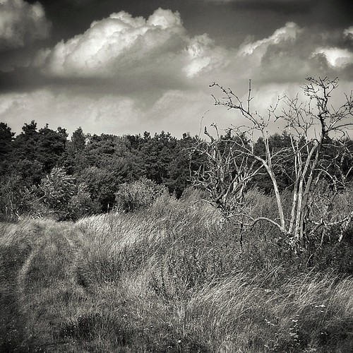 road trees blackandwhite bw grass forest square landscape woods deadwood shorticus3652012