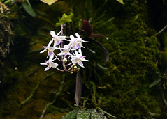 Orchid - Singapore Botanic Gardens
