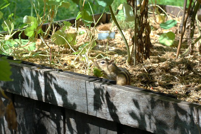 Chipmunk eating a green tomato by Eve Fox, Garden of Eating blog, copyright 2012