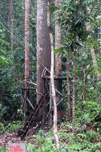 2012 kuching malaysia sarawak semenggoh orangutanpark primate borneo orangutan semenggohorangutanpark