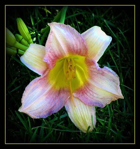 pink fab flower beautiful lily quebec mauve gaspe citritbestofyours