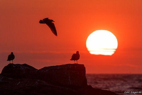 sunset bird bretagne oiseau coucherdesoleil lecroisic paysdelaloire loirealtantique canoneos5dmarkiii presquileguerandaise