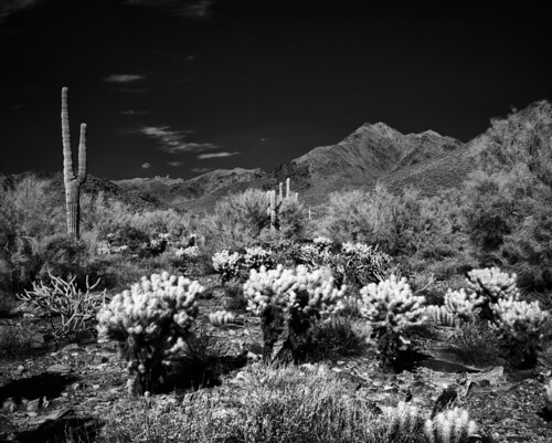 arizona cactus blackandwhite bw 120 film rollei cacti mediumformat landscape landmark infrared epson 6x7 scotsdale xtol filmphotography mamiya7 v750 80mmplanar ir400 mcdowellsonoranpreserve rg715 rolleiinfraredir400