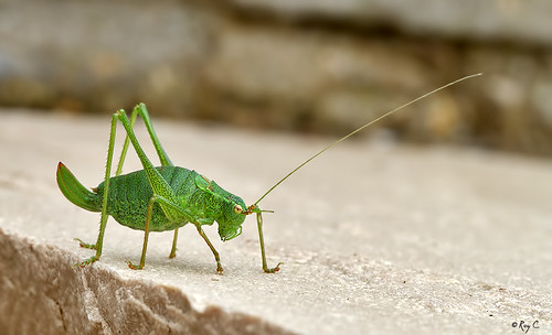macro canon insect cricket devon barnstaple northdevon speckledbushcricket roychurchill