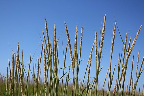 grass delicate odc1