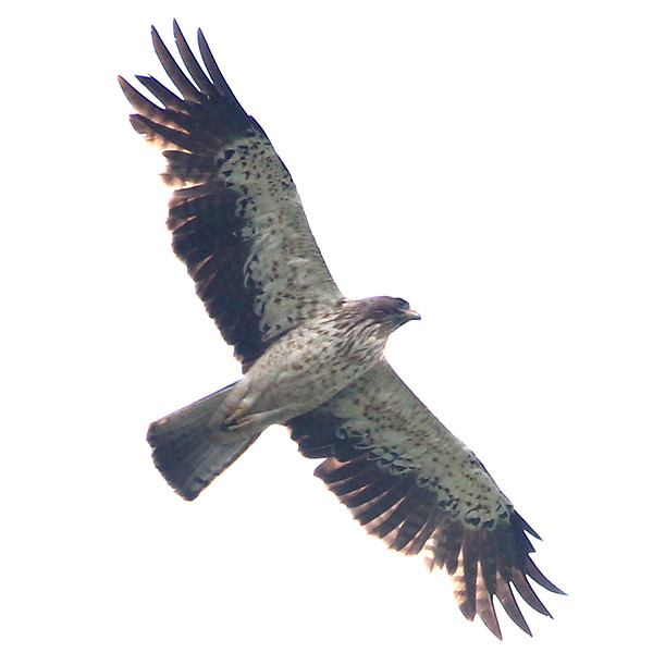 Photograph titled 'Booted Eagle'