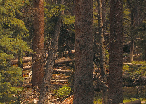 mountains tree nature tom forest rockies nikon colorado july rockymountains wilderness 2012 powderhorn d40 powederhorn powderhornwilderness