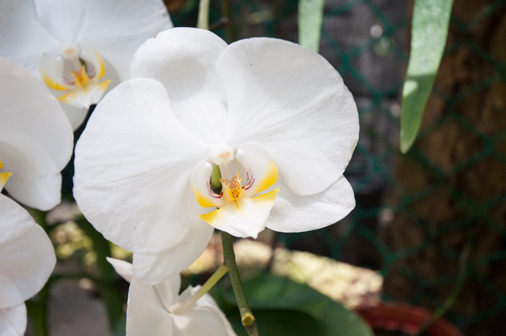 El invernadero de orquídeas de Xcaret