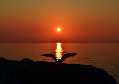 morning sun lake ontario canada bird water burlington sunrise wings nikon shine wildlife seagull and rise bfg d5100