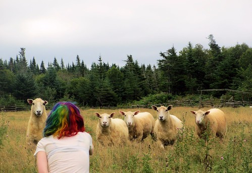 girl animals rural newfoundland hair outdoors rainbow sheep farm scenic grosmorne sheepwhisperer