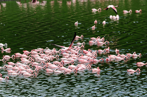 africa birds animals tanzania flamingo arusha naturelandscape