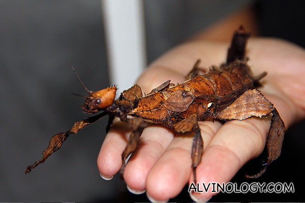 Full view of the prickly stick insect