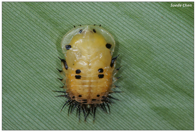 大黑星龜金花蟲(蛹) Aspidomorpha miliaris (Fabricius, 1775)