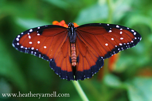 butterfly queen missouri powellgardens kingsville danausgilippus queenbutterfly