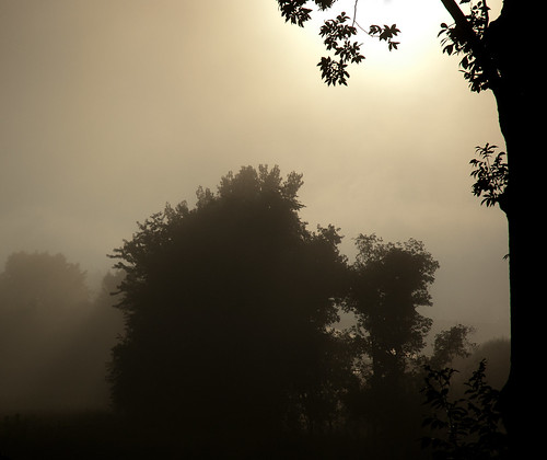 morning trees brown mist leaves sunrise