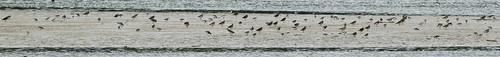 liberty indiana mudflat shorebird brookvillelake treatylineroad
