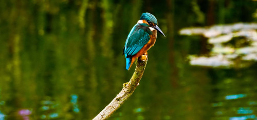 kingfisher tophilllow