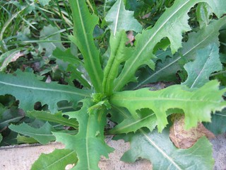 wild lettuce (Lactuca serriola)