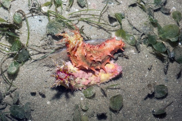 Pink warty sea cucumber (Cercodemas anceps) and Thorny sea cucumber (Colochirus quadrangularis)