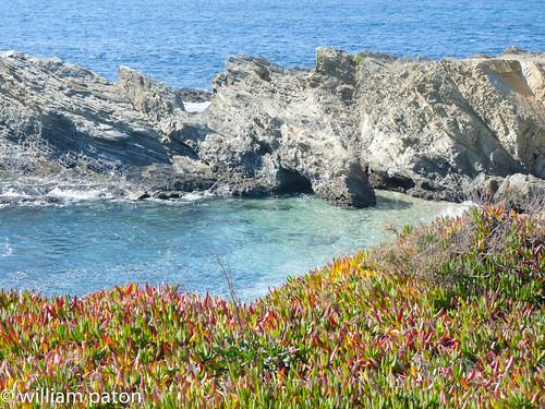 beach portugal nature places flowersplants portocovo