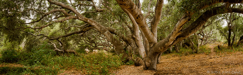 california trees usa nature oak artistic path pano centralcoast slocounty oilpaintfilter pigmyoaks
